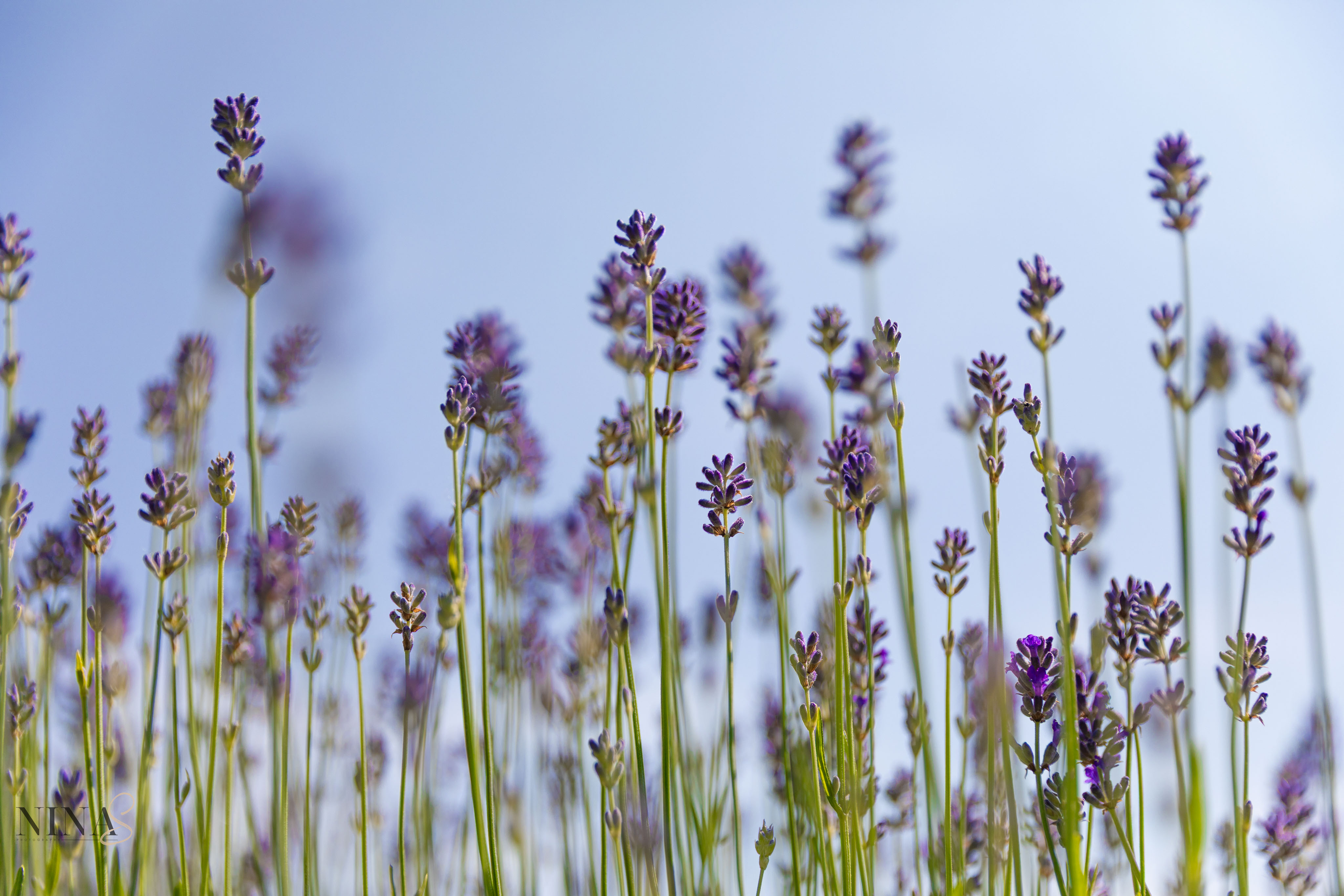 Lavendel in bloei