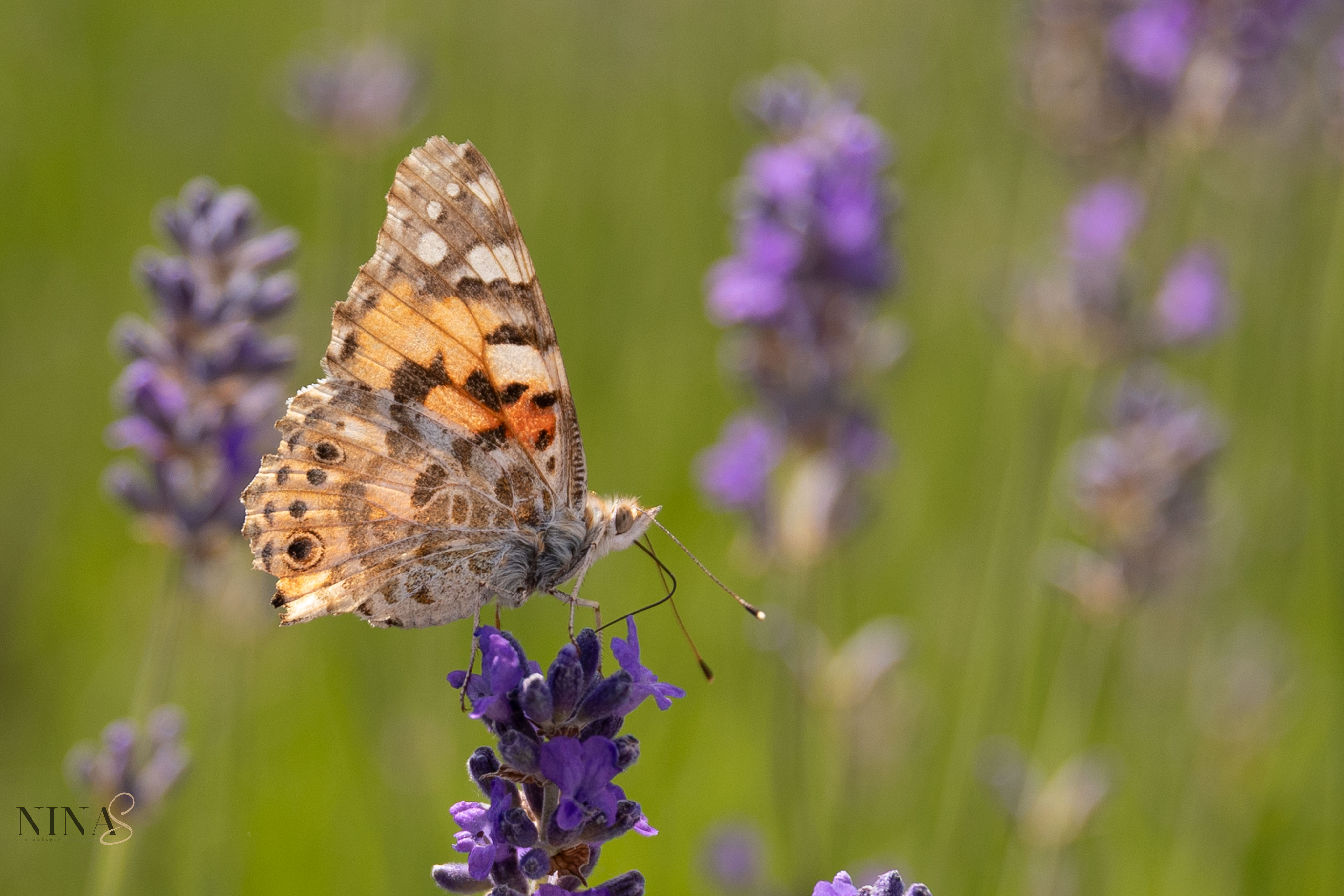 Vlinder op lavendel